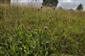 Cirsium pannonicum v poraste