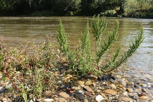 Chenopodium ambrosioides a Persicaria lapathifolia v poraste biotopu na zaplavovanej štrkovej lavici Hrona