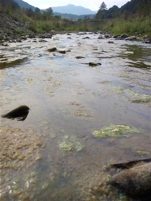 riasy ako dôsledok znečistenia toku