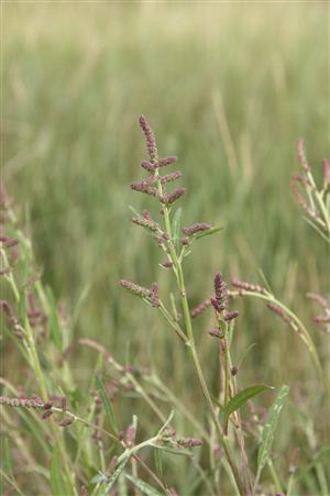 Atriplex littoralis na slanisku Ružový dvor