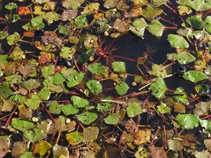 Zelené, porast s dominanciou druhu Trapa natans v litorále rybníka