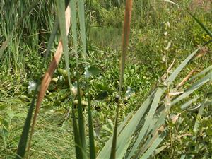 Porast s dominanciou druhu Nymphaea alba, okrajovo aj Menyanthes trifoliata a Potamogetum natas