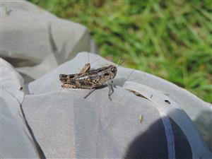 Paracaloptenus caloptenoides samica