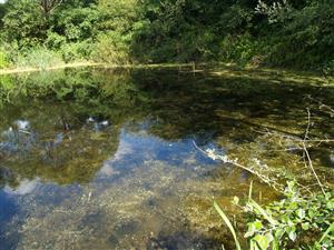 Celkový pohľad na lokality s dominanciou submerzného druhu Ceratophyllum submersum