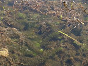 Porast s dominanciou Myriophyllum verticillatum; na okraji Potamogeton pectinatus