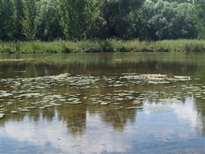 Celkový pohľad na lokalitu; v centrálnej časti porasty druhu Nuphar lutea