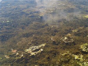 Sumberzné porasty druhov Potamogeton pectinatus, P. pusillus agg., Najas marina a Myriophyllum verticillatum