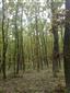 Eurosibírske dubové lesy na spraši a piesku (8.10.2014)