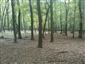 Eurosibírske dubové lesy na spraši a piesku (9.10.2014)