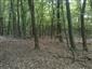 Eurosibírske dubové lesy na spraši a piesku (9.10.2014)