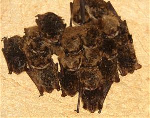 zimujúca agregácia Myotis mystacinus/brandtii