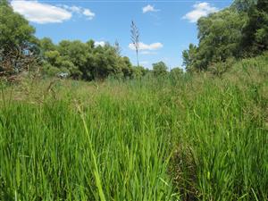Celkový pohľad na lokalitu, kde dominujú porasty druhu Glyceria maxima