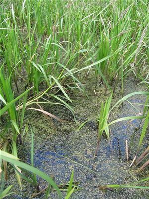 Fragmenty porastov vodnej vegetácie s druhmi Lemna minor, L. trisulca a Utricularia australis; na väčšine plochy vstupujú ako synúzia močiarnych spoločenstiev
