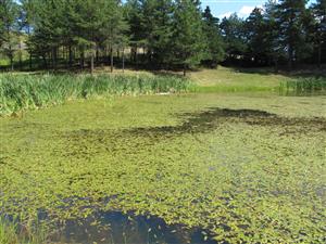 Celkový pohľad na lokalitu na ktorej dominujú porasty druhu Potamogeton natans, v litorále Typha latifolia a Glyceria fluitans