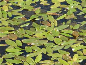 Porasty s druhom Potamogeton natans