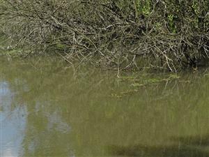 Fragmentárny výskyt druhu trapa natans na TML