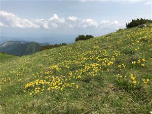 Pohlad na TML, skory letny aspekt s Anthylis vulneraria subsp. alpestris