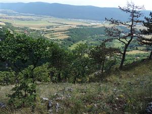 TML_SagaPedo_009_Hrušovská lesostep