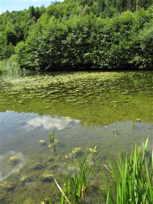 Silne zbahnená plocha tajchu s dominanciou rias v centrálnej časti, v litoráli s výskytom druhu Sparganium erectum