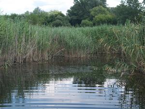 Pohľad na časť lokality; otvorenú vodnú hladinu lemujú porasty s dominanciou druhu Phragmites australis