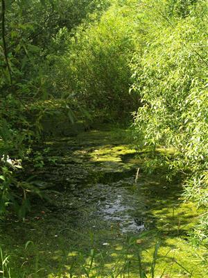 Celkový pohľad na lokalitu; porasty vodnej vegetácie (riasy, Lemna minor, Callitriche sp., Potamogeton berchtoldii) lemované vŕbami