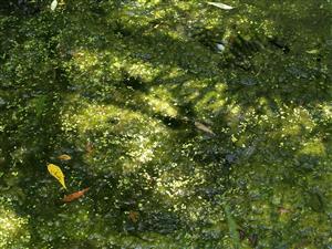 Pohľad na natantné porasty s dominanciou rias a druhu Lemna minor