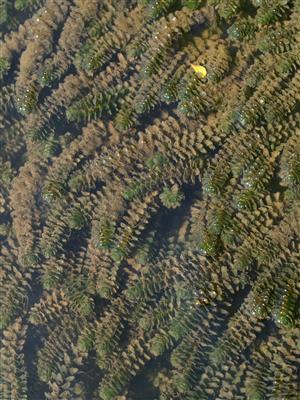 Porast druhu Elodea canadensis; druh sa vyskytuje v zbahnených okrajoch TMP