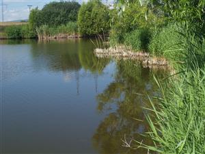 Pohľad na litorálne, čiastočne kosené porasty s dominanciou druhu Phragmites australis