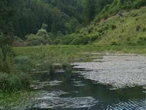 Celkový pohľad na lokalitu, v popredí porasty s dominanciou Potamogeton natans, ďalej Equusetum fluviatile a v prítokovej časti Carex rostrata