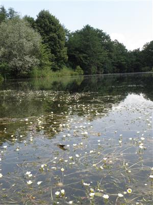 Pohľad na porast druhov rodu Batrachium (najmä B. circinatum); dokumentačná fotografia z roku 2011