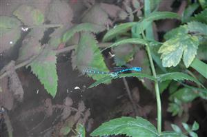 Tandem C. ornatum, pozorované kladenie v poraste beruly vzpriamenej (Berula erecta).