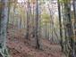 Kyslomilné bukové lesy (9.10.2014)