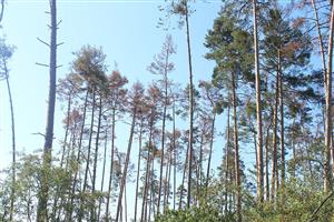 Fotografia zachytáva zlý zdravotný stav porastov v Gbelskom lese v dôsledku sucha.