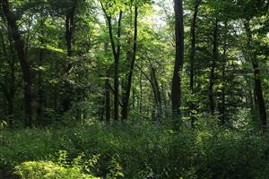 Fotografia zachytáva lužný les na TML