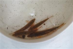 Barbus meridionalis