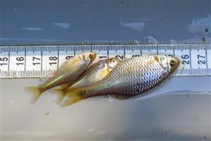 Rhodeus sericeus