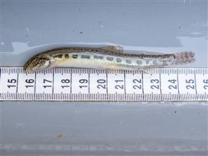 Cobitis taenia (C. elongatoides)