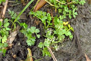 Apium repens - rastlina