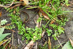 Apium repens - rastlina