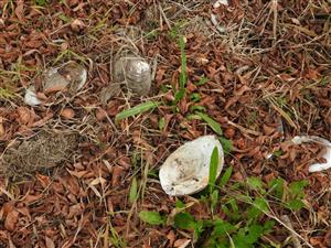  Anodonta cygnaea (LINNAEUS, 1758)