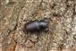 Imágo Lucanus cervus