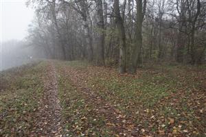 Biotop Morava 70.5 r.km