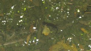 Triturus cristatus