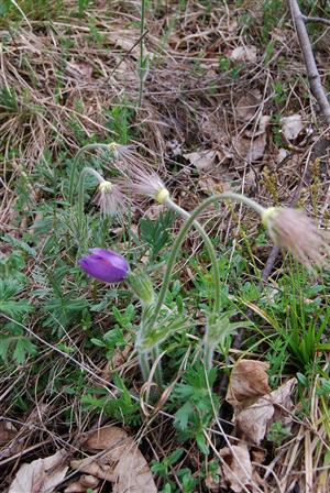 Pulsatilla slavica na TML_PulsSlav_029