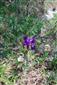 Iris aphylla subsp. hungarica na TML_IrisHung_020