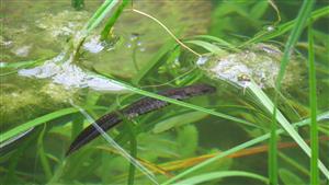 Triturus cristatus