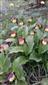 Cypripedium calceolus na TML