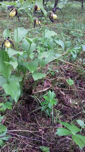 Nelegálny výkop druhu Cypripedium calceolus na ploche TMP zakrytý machom