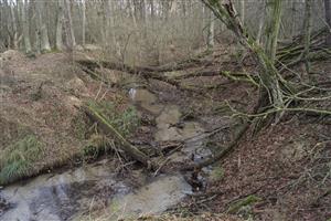 biotop Močiarka II