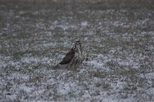 Buteo lagopus